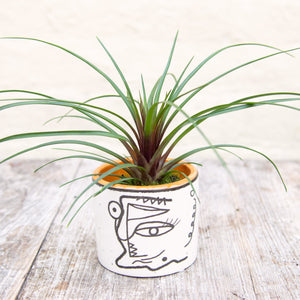 Tillandsia Cyanea (Baby Bromeliad)
