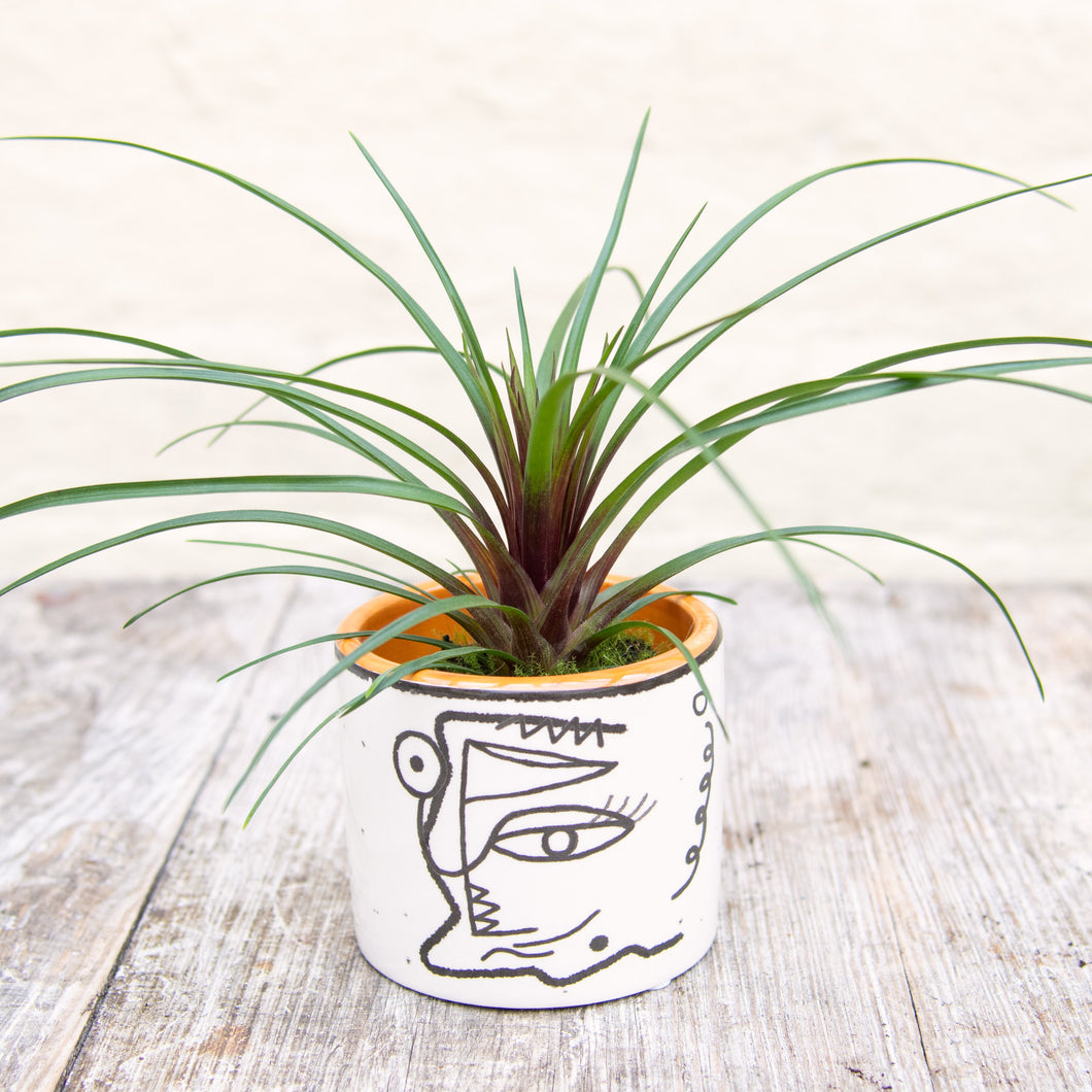 Tillandsia Cyanea (Baby Bromeliad)