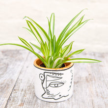 Load image into Gallery viewer, Guzmania &#39;White Line&#39; (Baby Bromeliad)
