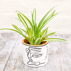 Guzmania 'White Line' (Baby Bromeliad)