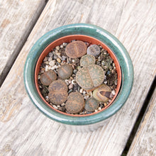 Load image into Gallery viewer, Lithops 'Living Stones'
