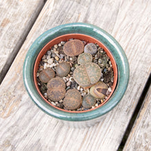 Load image into Gallery viewer, Lithops &#39;Living Stones&#39;
