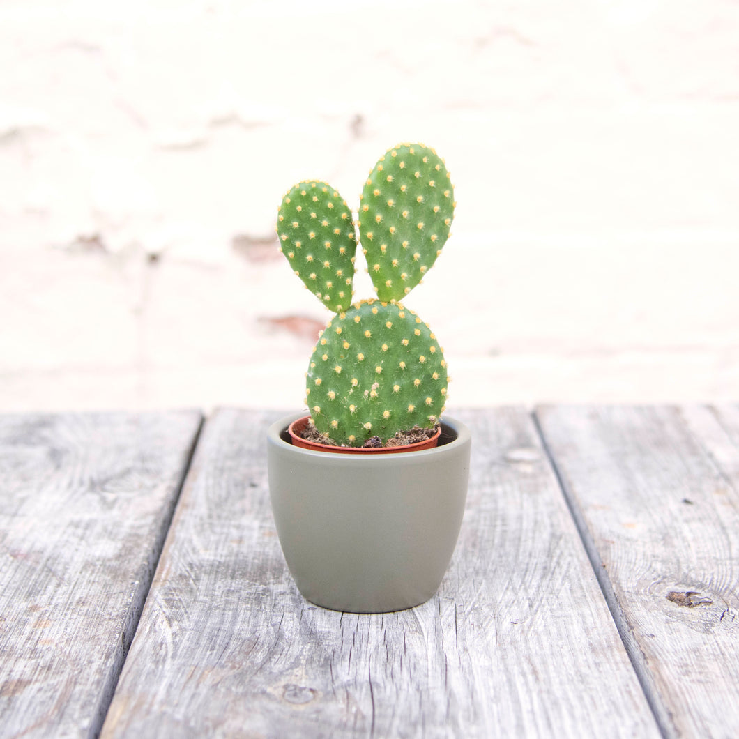 Opuntia Microdasys ‘Bunny Ears Cactus’ (2 sizes)