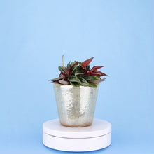 Load and play video in Gallery viewer, Peperomia Rosso (3 sizes)

