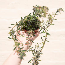 Load image into Gallery viewer, Wonky Houseplant Bargain Bundle - Mystery Selection!
