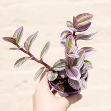 Load image into Gallery viewer, Wonky Houseplant Bargain Bundle - Mystery Selection!
