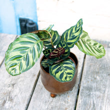 Load image into Gallery viewer, Calathea Makoyana 'Peacock Plant'
