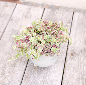 Crassula Marginalis Rubra Variegata 'Calico Kitten' (2 sizes)