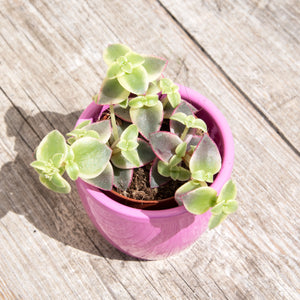 Crassula Marginalis Rubra Variegata 'Calico Kitten' (2 sizes)