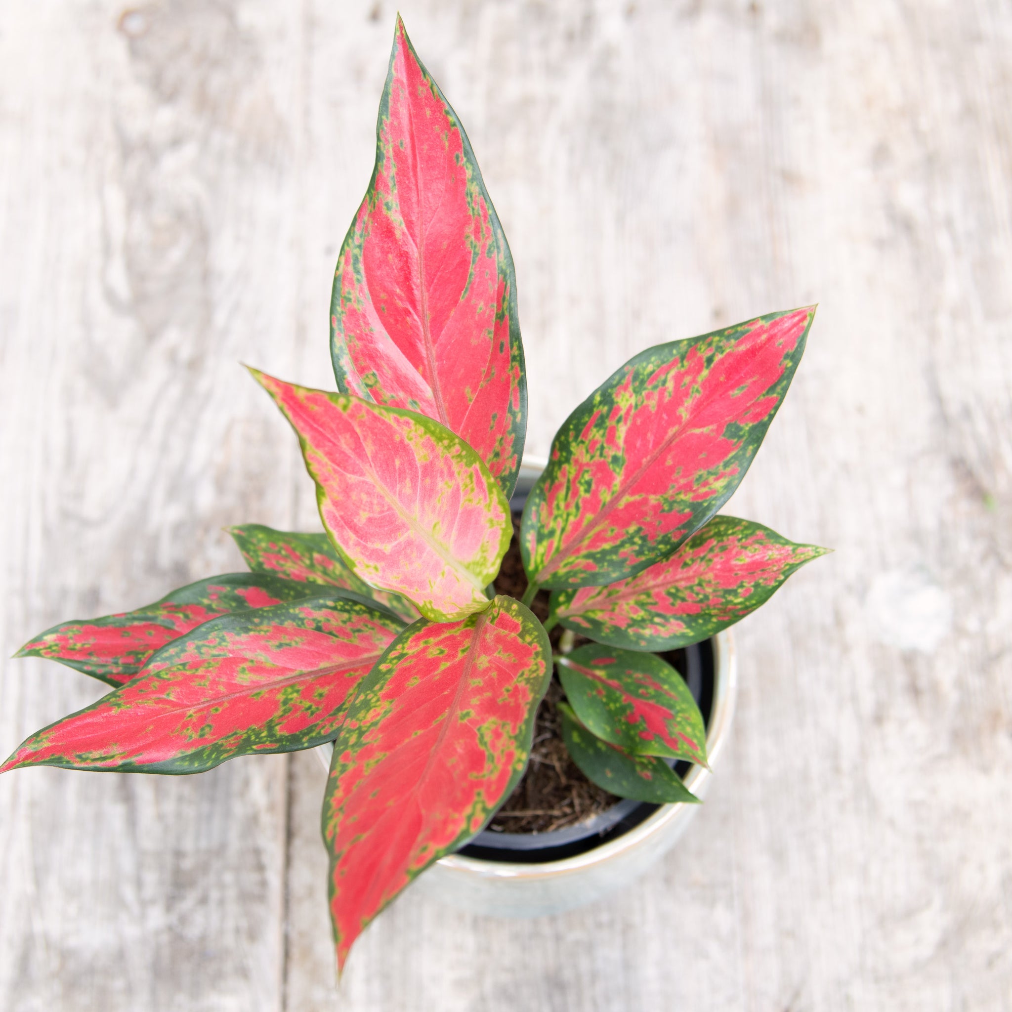 aglaonema cherry baby chinese evergreen 12cm pot house plant Aglaonema 'Cherry Baby' (Chinese Evergreen) – Moose Plant Shop