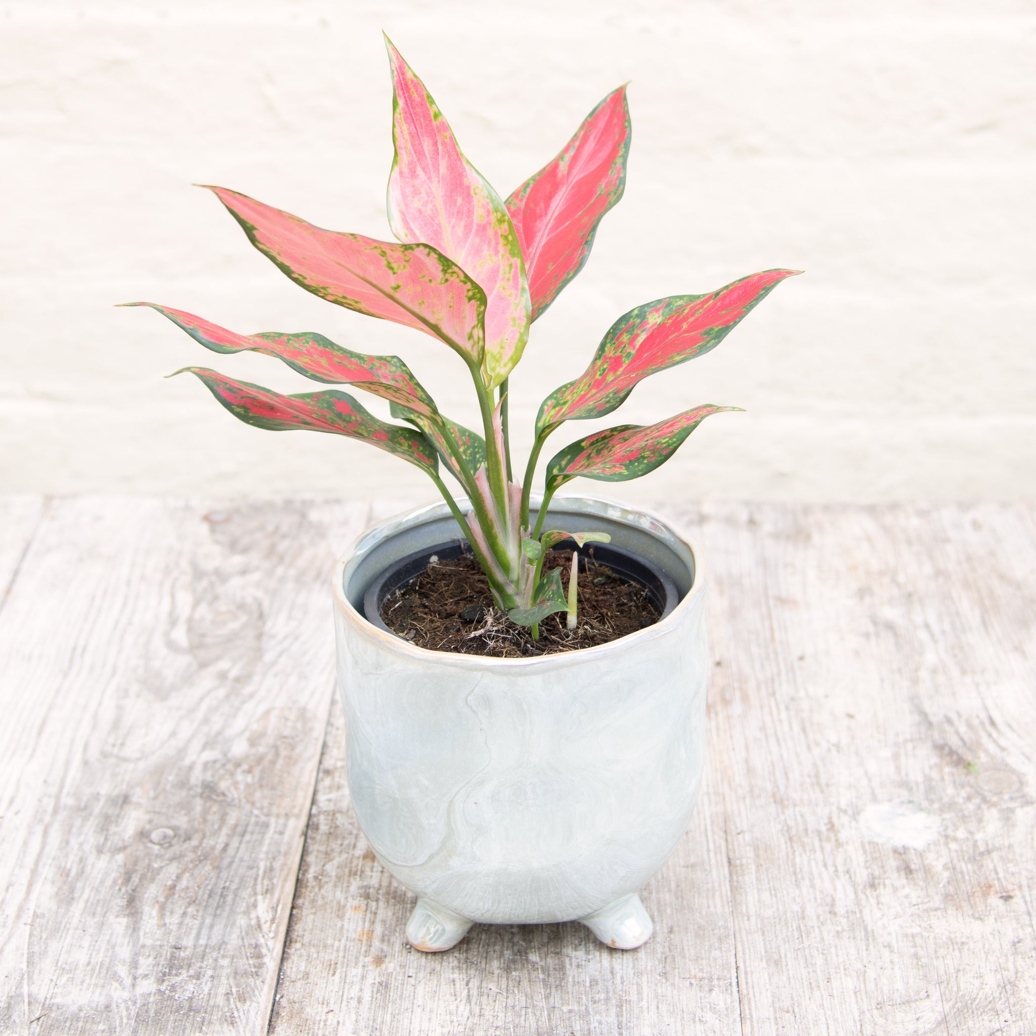 aglaonema pink cherry Aglaonema 'Cherry Baby' (Chinese Evergreen) – Moose Plant Shop