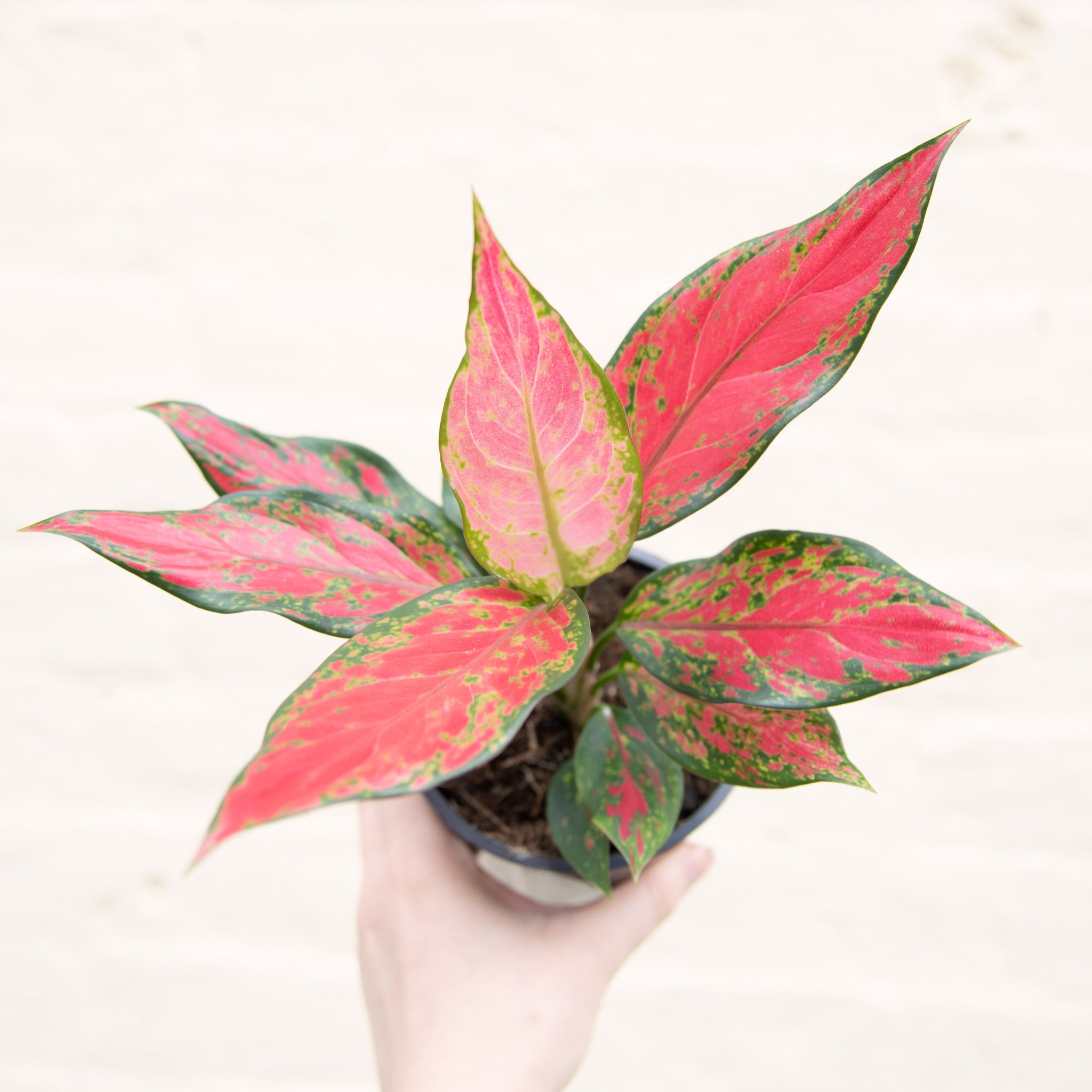 aglaonema cherry Aglaonema 'Cherry Baby' (Chinese Evergreen) – Moose Plant Shop