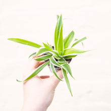 Load image into Gallery viewer, Baby Chlorophytum 'Ocean' (Spider Plant)
