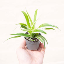 Load image into Gallery viewer, Baby Chlorophytum 'Ocean' (Spider Plant)
