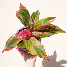 Load image into Gallery viewer, Aglaonema ‘Crete’ (Chinese Evergreen)
