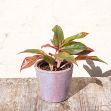Load image into Gallery viewer, Aglaonema ‘Crete’ (Chinese Evergreen)
