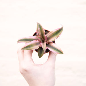 Cryptanthus 'Earth Stars'