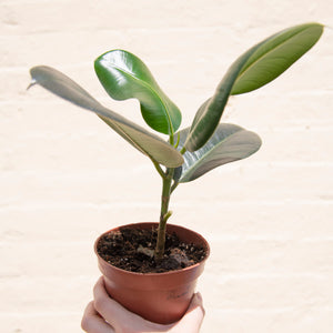 Wonky Houseplant Bargain Bundle - Mystery Selection!