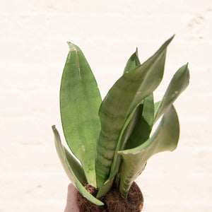 Wonky Houseplant Bargain Bundle - Mystery Selection!