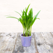 Load image into Gallery viewer, Dypsis Lutescens
