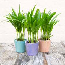 Load image into Gallery viewer, Dypsis Lutescens
