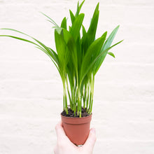 Load image into Gallery viewer, Dypsis Lutescens
