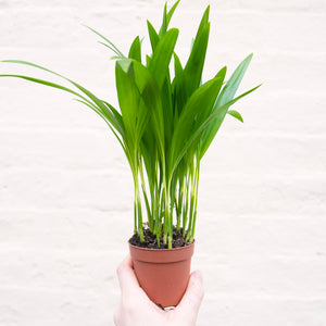Dypsis Lutescens