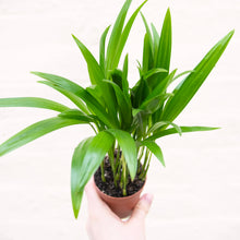 Load image into Gallery viewer, Dypsis Lutescens

