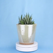 Load and play video in Gallery viewer, Haworthia Fasciata 'Big Band' (2 sizes)
