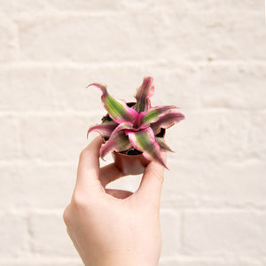 Cryptanthus 'Earth Stars'