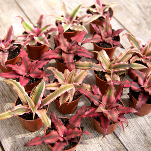 Cryptanthus 'Earth Stars'