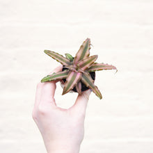 Load image into Gallery viewer, Cryptanthus &#39;Earth Stars&#39;
