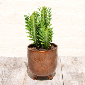 Euphorbia Trigona 'Rubra' or 'Green' (African Milk Tree)