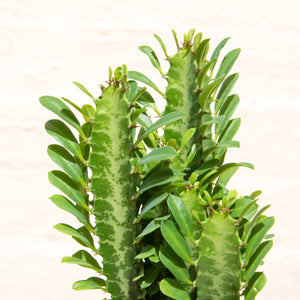 Euphorbia Trigona 'Rubra' or 'Green' (African Milk Tree)
