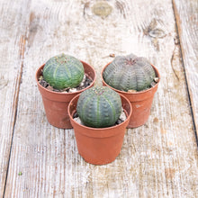 Load image into Gallery viewer, Euphorbia Obesa &#39;Baseball Plant&#39; (2 sizes)

