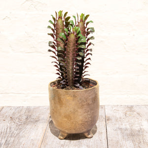 Euphorbia Trigona 'Rubra' or 'Green' (African Milk Tree)