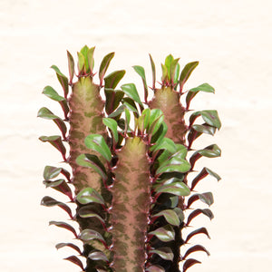 Euphorbia Trigona 'Rubra' or 'Green' (African Milk Tree)