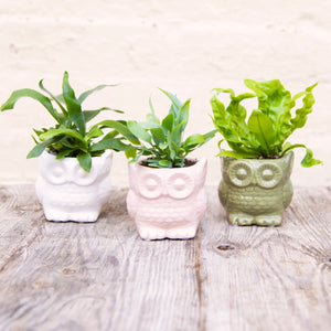 Baby Owl Plant Pot (3 colours)