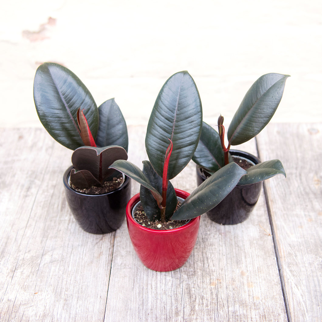 Baby Ficus Elastica 'Rubber Plant'