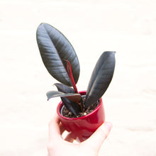 Load image into Gallery viewer, Baby Ficus Elastica &#39;Rubber Plant&#39;
