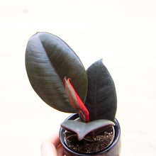 Load image into Gallery viewer, Baby Ficus Elastica &#39;Rubber Plant&#39;
