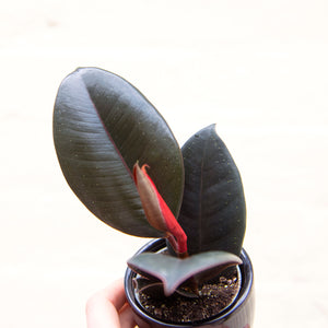 Baby Ficus Elastica 'Rubber Plant'