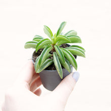 Load image into Gallery viewer, Peperomia 'Fire Sparks'

