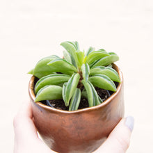 Load image into Gallery viewer, Peperomia 'Fire Sparks'
