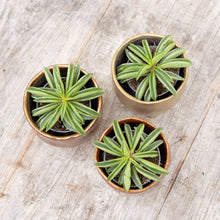 Load image into Gallery viewer, Peperomia 'Fire Sparks'
