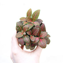 Load image into Gallery viewer, Fittonia (many colour options)
