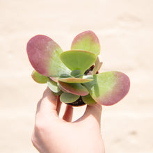 Load image into Gallery viewer, Kalanchoe Thyrsiflora &#39;Flapjacks&#39;
