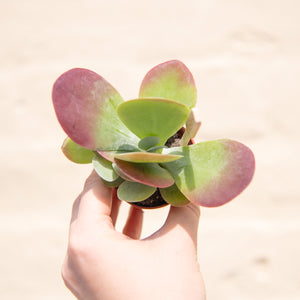 Kalanchoe Thyrsiflora 'Flapjacks'