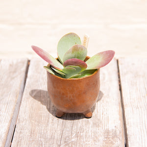 Kalanchoe Thyrsiflora 'Flapjacks'