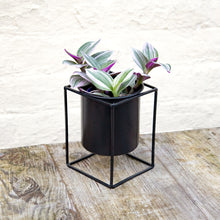 Load image into Gallery viewer, Tradescantia Nanouk &#39;Silver Inch Plant&#39; (2 sizes)

